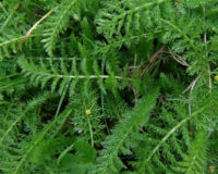2023 Conference Christian Herbalist Guild