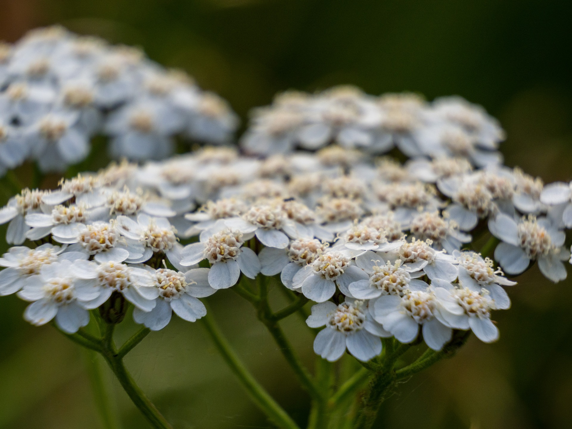 Annual Christian Herbalist Guild Conference - Christian Herbalist Guild