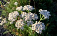Naomi Kilbreth Clinical Herbalist Christian Herbalist Guild Conference