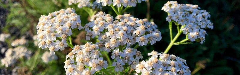 Christian Herbalist Guild Conference 2025